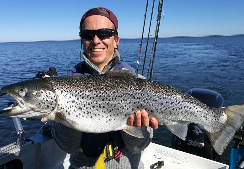 Vacker Gullspångsöring fångad i södra Dalbosjön.